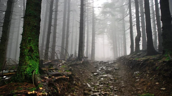 In einem Waldst&uuml;ck in Wierborn sind &Uuml;berreste eines Tierkadavers gefunden worden. - &copy; Symbolbild: Pixabay.com