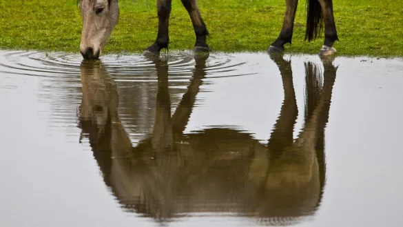 Pferd an einer Wasserstelle - &copy; Foto: Patrick Pleul