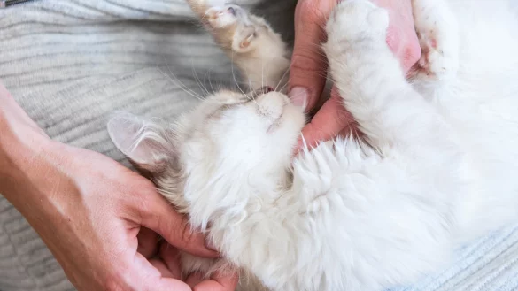 Katzen sind verschmust, k&ouml;nnen aber trotzdem bei&szlig;en - &copy; Foto: Christin Klose/dpa-tmn