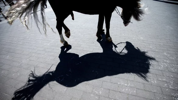 Hengst - &copy; Foto: Christian Charisius