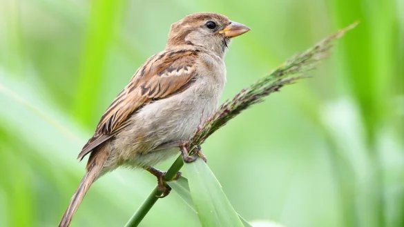 Forscher warnen vor Vogelsterben - &copy; Foto: Nicolas Armer