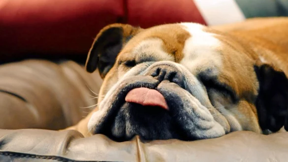 Demenz bei Hunden - &copy; Foto: Klaus-Dietmar Gabbert/dpa