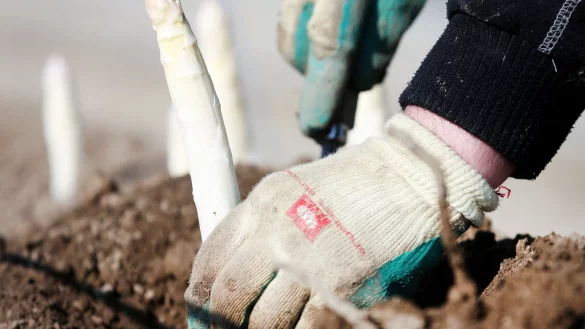 Bei der Spargelernte gibt es einiges zu beachten. - © Roland Weihrauch/dpa