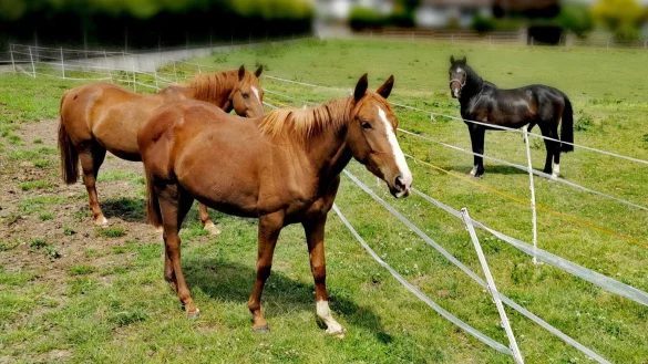 Die drei Pferde hoffen auf eine besseres Leben. - &copy; Landkreis Holzminden