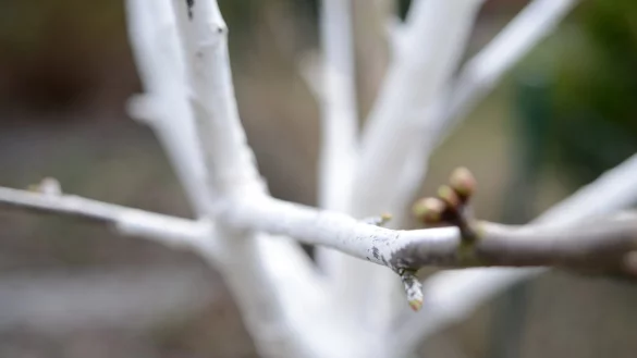 Wei&szlig;e Farbe am Obstbaum - &copy; Foto: Andrea Warnecke/dpa-tmn