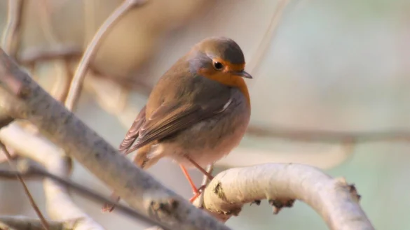 Ein Rotkehlchen, &uuml;brigens Vogel des Jahres 2021. - &copy; Christiane Jenewein-Stille