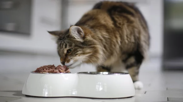 Katze am Futternapf - &copy; Foto: Ina Fassbender/dpa-tmn