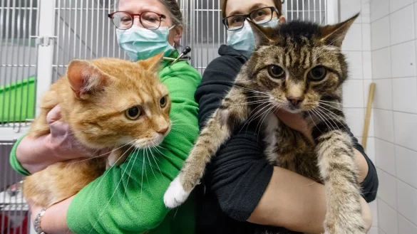 Katzen haben Corona &uuml;berstanden: Neues Zuhause gesucht - &copy; Foto: Markus Scholz/dpa