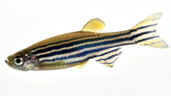 Zebrab&auml;rbling - &copy; Foto: dpa