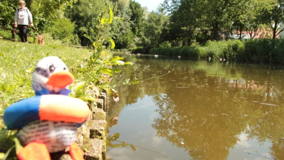 Ein Fall für Paula Print: Die Zeitungsente sieht sich die Situation am Wall-Teich in guter Journalistenmanier selbst vor Ort an. - © Till Brand