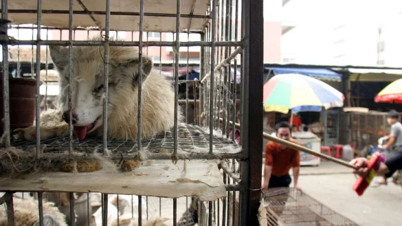 Tiermarkt in China - &copy; Foto: Paul Hilton/epa/dpa