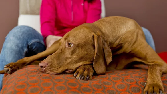 Hund vor Blitzlicht sch&uuml;tzen - &copy; Foto: Monique W&uuml;stenhagen