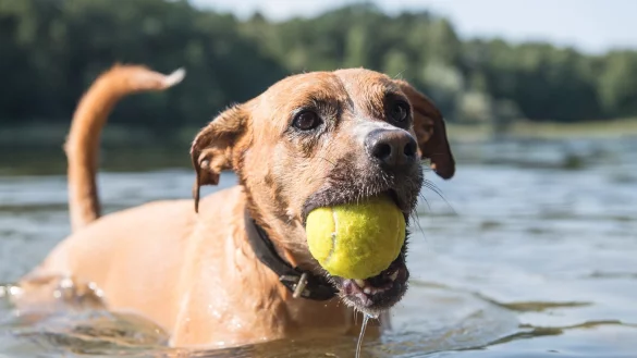 Hund badet - &copy; Foto: Robert G&uuml;nther/dpa-tmn