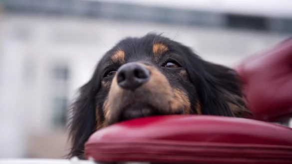 Hund - &copy; Foto: Daniel Naupold/Symbolbild