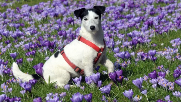 Hund auf einer Wiese - &copy; Foto: Horst Ossinger
