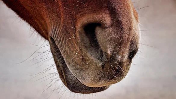 Pferdebesitzer haben Sorge, dass ihre Tiere verletzt werden k&ouml;nnten. - &copy; Symbolfoto: Pixabay