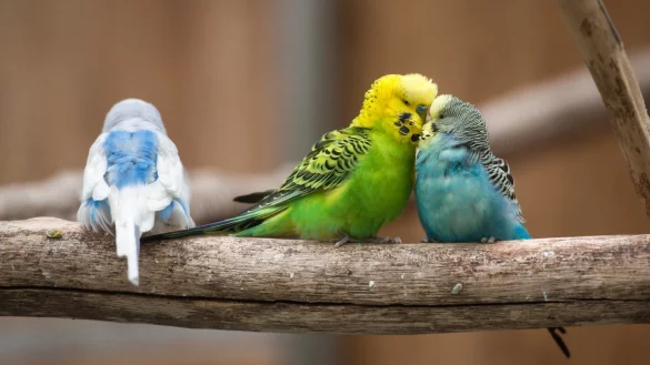 Wellensittiche - &copy; Foto: Silas Stein