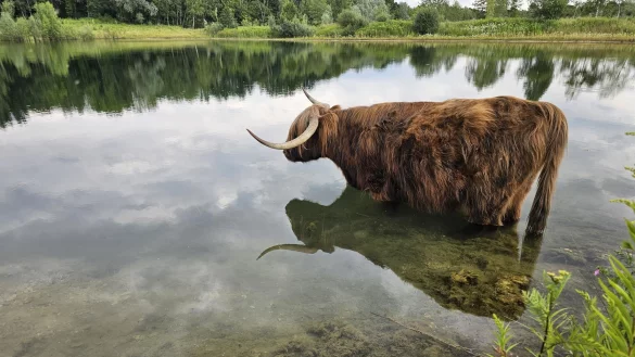 Schottische Rinder - &copy; Astrid Sewing