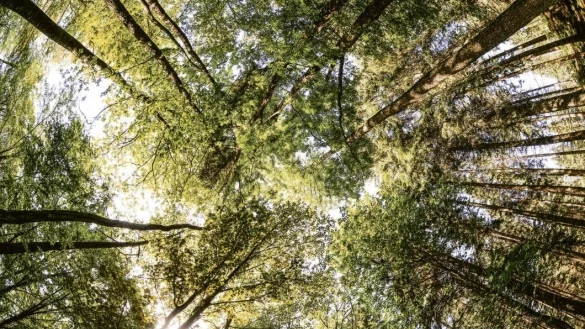 Wertvoller Lebensraum: Zum Erhalt des Naturerbes will das Land NRW in der Egge nun weitere wertvolle Buchenw&auml;lder unter Schutz stellen. - &copy; dpa