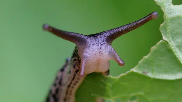 Schnecke frisst Salat - &copy; Foto: David-Wolfgang Ebener/dpa/dpa-tmn