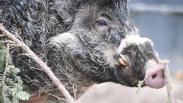 Zootier des Jahres - &copy; Foto: Axel Seidemann/dpa