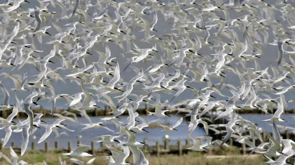 Zugvogeltage im Wattenmeer - &copy; Foto: picture alliance / dpa