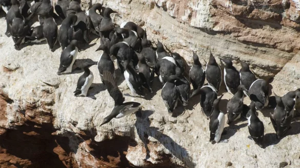 Lummensprung - &copy; Foto: Christian Hager/dpa