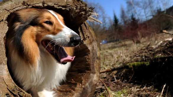 Collie Herby guckt aus einem ausgeh&ouml;hlten Baumstumpf im Harz. Auf dem eingez&auml;unten Gel&auml;nde des Hundewaldes d&uuml;rfen die Tierbesitzer ihre Lieblinge unangeleint laufen lassen. - &copy; picture-alliance/dpa