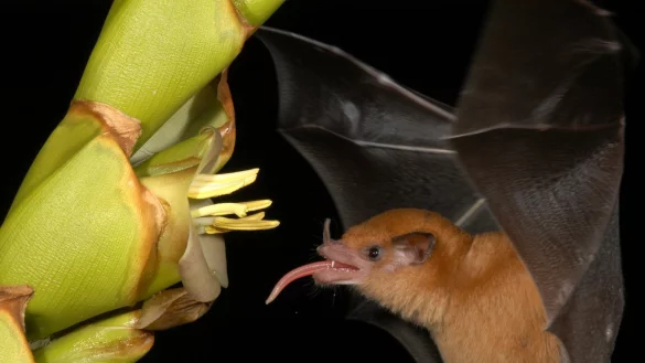 Fledermäuse nutzen Zunge als Pumpe - © Foto: M. Tschapka/University of Ulm
