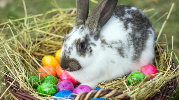 Meister Langohr - &copy; Foto: Patrick Pleul