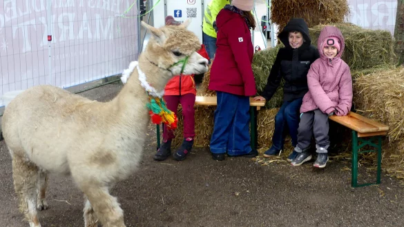 Flauschige Freunde: Die Kinder durften den Alpakas hautnah begegnen. - © Rudi Rudolph