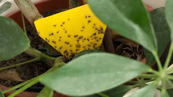 Gelbsticker - &copy; Foto: Nathalie Helene Rippich/dpa-tmn