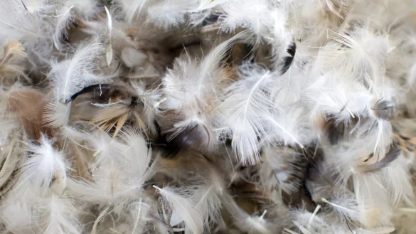 Es gibt Alternativen - &copy; Foto: Friso Gentsch