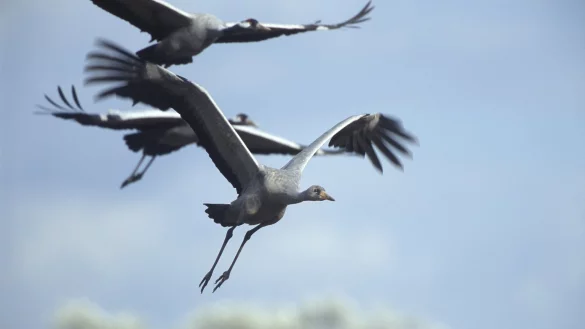 Kraniche - &copy; Foto: Dieter Damschen/NABU