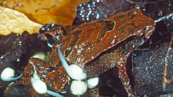 &laquo;Assa Wollumbin&raquo;-Frosch - &copy; Foto: Stephen Mahony/Environment NSW/dpa