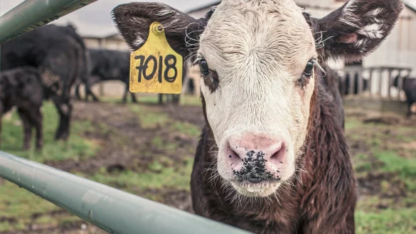 Um die Rinderhaltung geht es bei zwei Verfahren, die jetzt vor dem Mindener Verwaltungsgericht und vor dem Landgericht in Detmold anh&auml;ngig sind. - &copy; Symbolfoto: Ryan Mac Guire