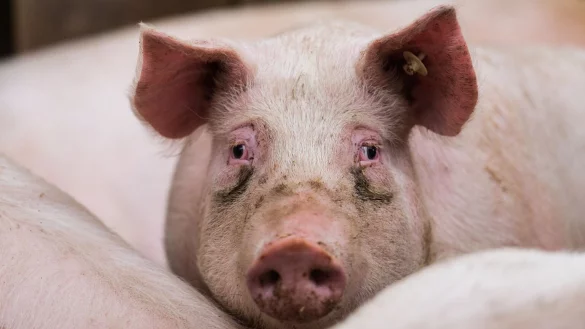 Schweinepest und Corona - Bauern sp&uuml;ren den Preisdruck - &copy; Foto: Andreas Arnold/dpa