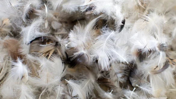 Federf&uuml;llung - &copy; Foto: Friso Gentsch