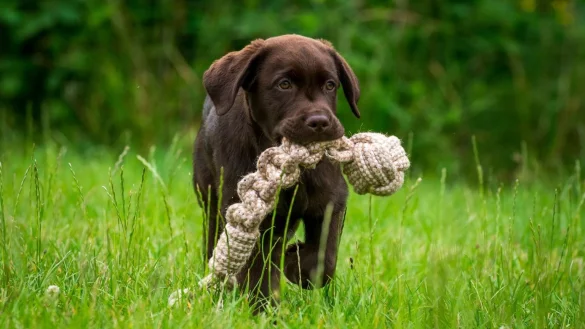 Richtiger Umgang mit Welpen - &copy; Foto: Benjamin Nolte/dpa-tmn