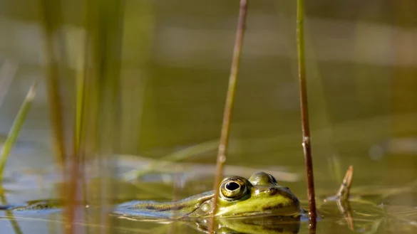 - &copy; Ingolf K&ouml;nig-Jablonski/dpa/ZB/Archivbild