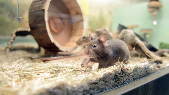 Ein Hamster in einem K&auml;fig - &copy; Foto: Caroline Seidel