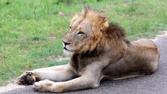 L&ouml;we im Kr&uuml;ger Nationalpark - &copy; Foto: Bernd Weissbrod/dpa/dpa-tmn
