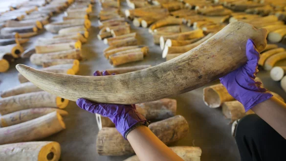 Elfenbein - &copy; Foto: Then Chih Wey/XinHua