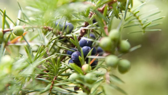 Wacholder - &copy; Foto: Andrea Warnecke