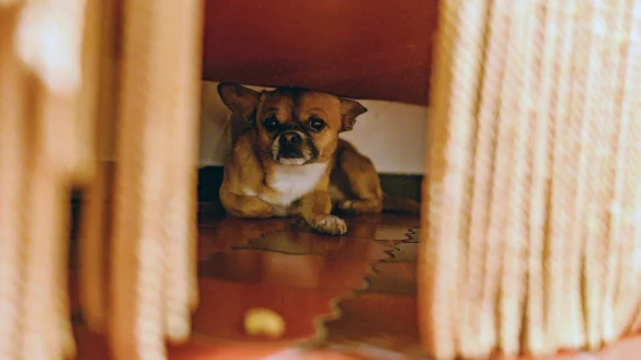 Tiere vor L&auml;rm sch&uuml;tzen - &copy; Foto: Daniel Maurer/dpa-tmn