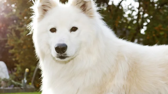 Niesen und laufende Nase beim Hund - &copy; Foto: Monique W&uuml;stenhagen