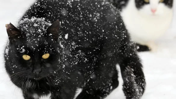 Katze im Schnee - &copy; Foto: Bernd W&uuml;stneck/dpa-Zentralbild