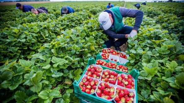Erdbeerernte - &copy; Foto: Jens B&uuml;ttner/dpa-Zentralbild/dpa