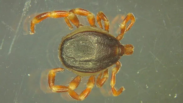 Hyalomma Zecke - &copy; Foto: Marco Drehmann/Universit&auml;t Hohenheim