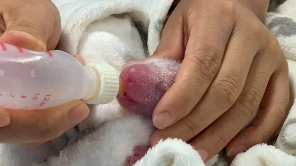 Panda-Nachwuchs im Zoo Berlin - &copy; Foto: Zoo Berlin